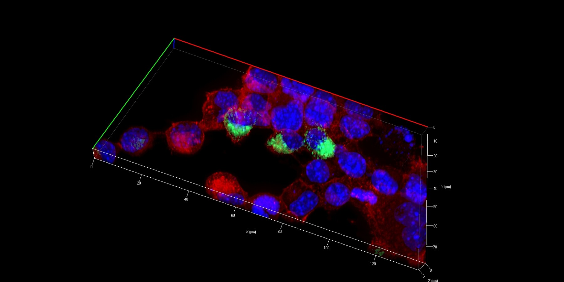MIL Disk Confocal
