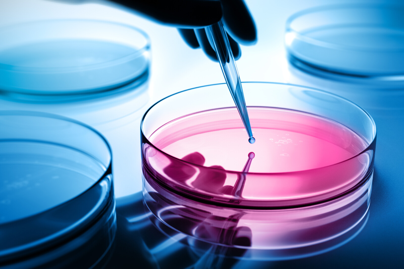 petri dish