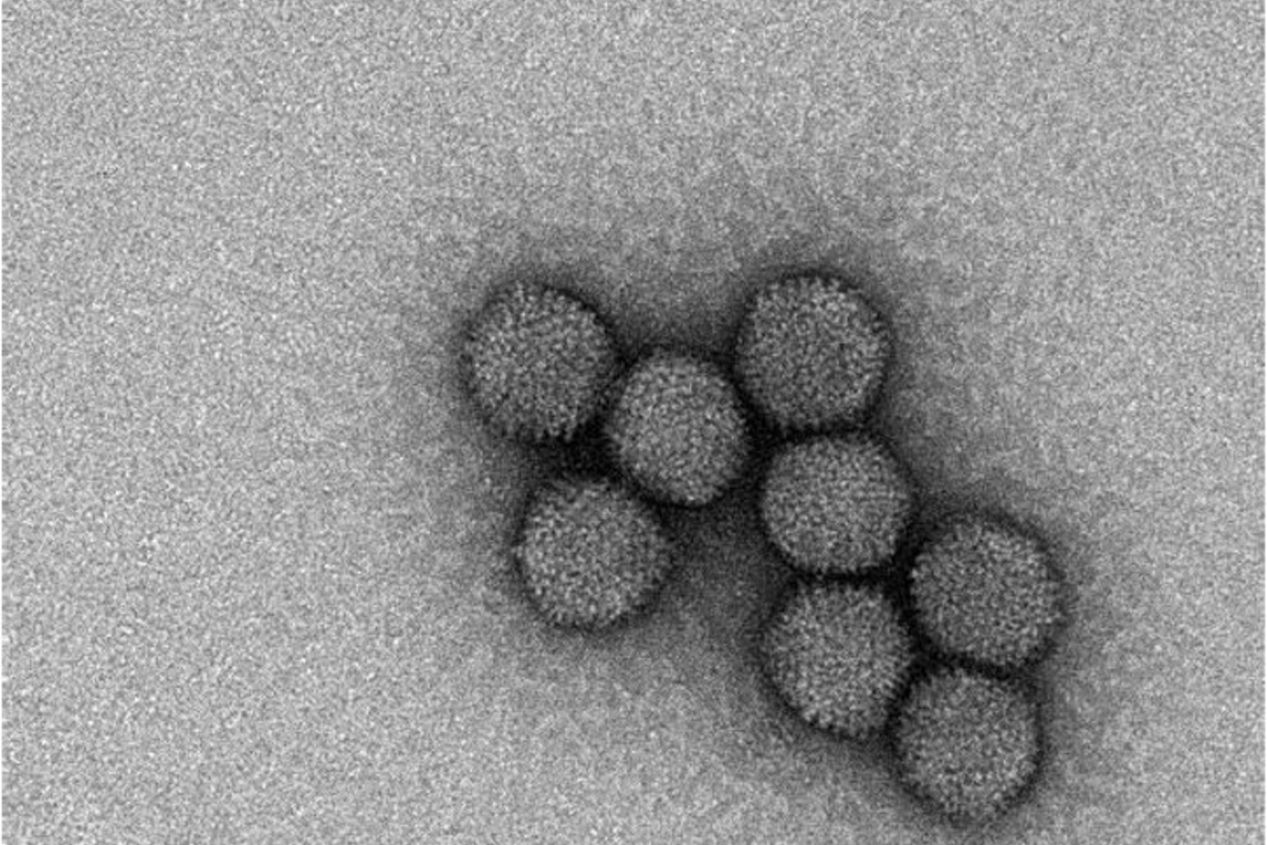 adeno virus