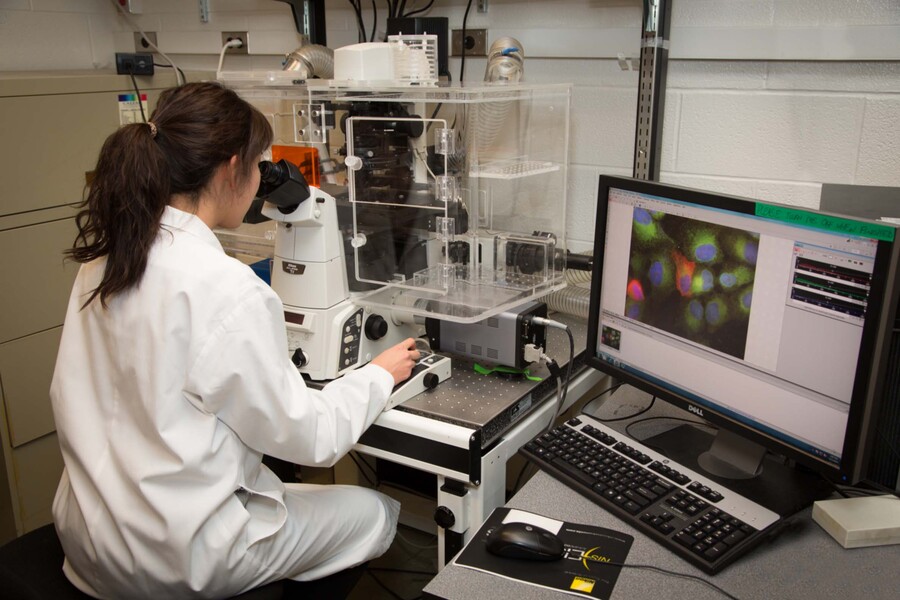 researcher looks through a light microscope