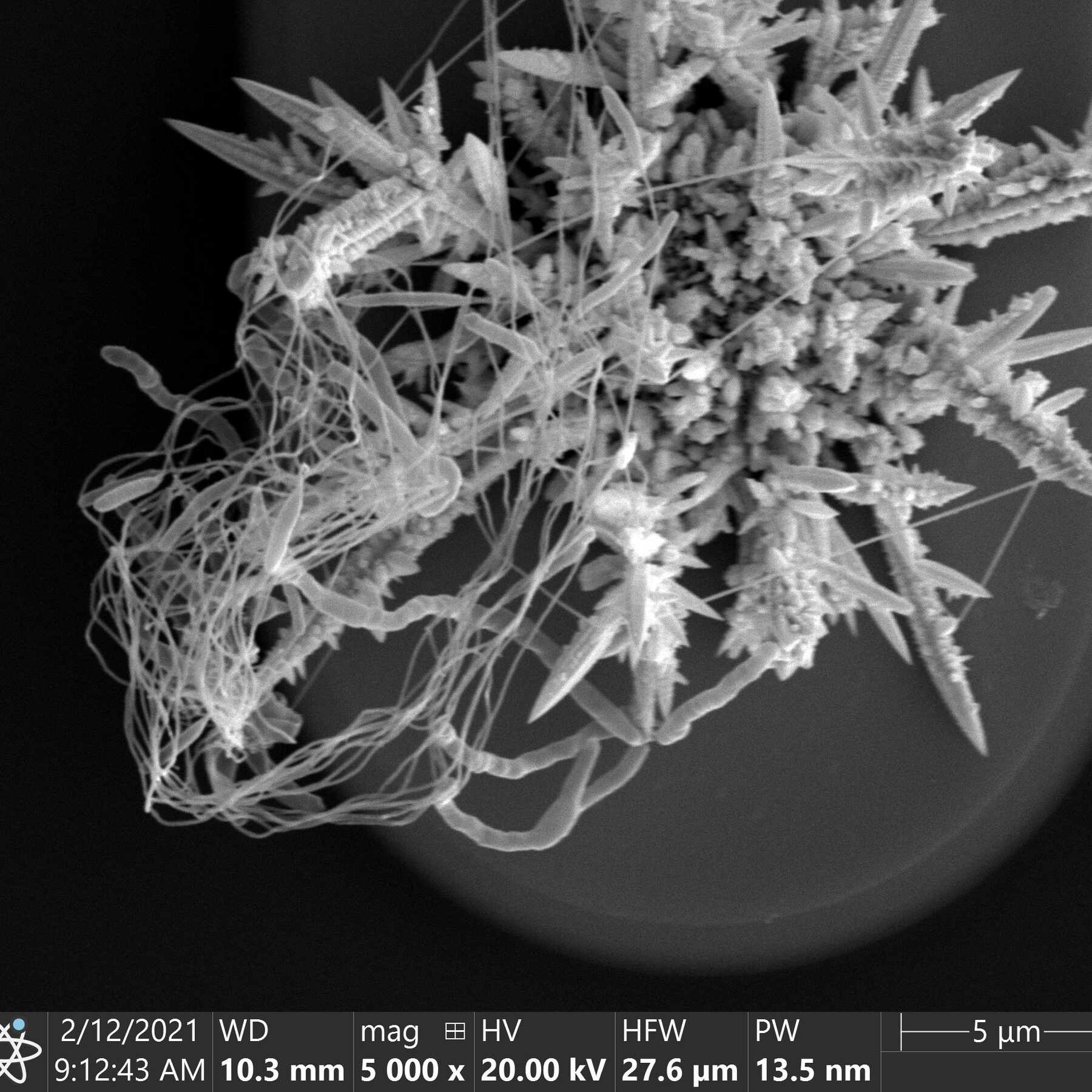 bacteria on electrodes 5000x